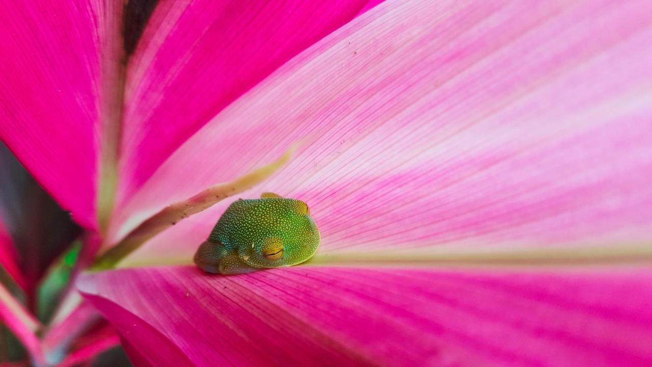 La Uvita Perdida Luaran gambar