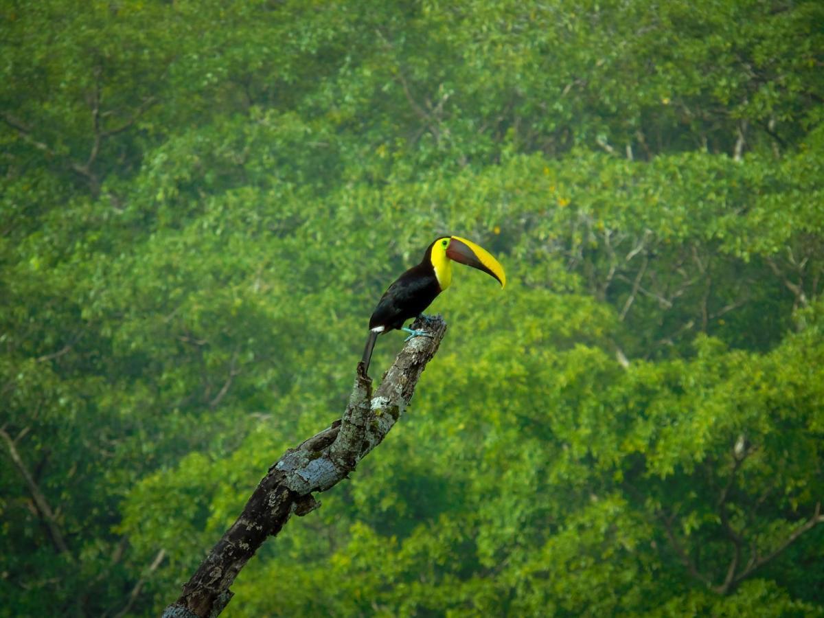 La Uvita Perdida Luaran gambar