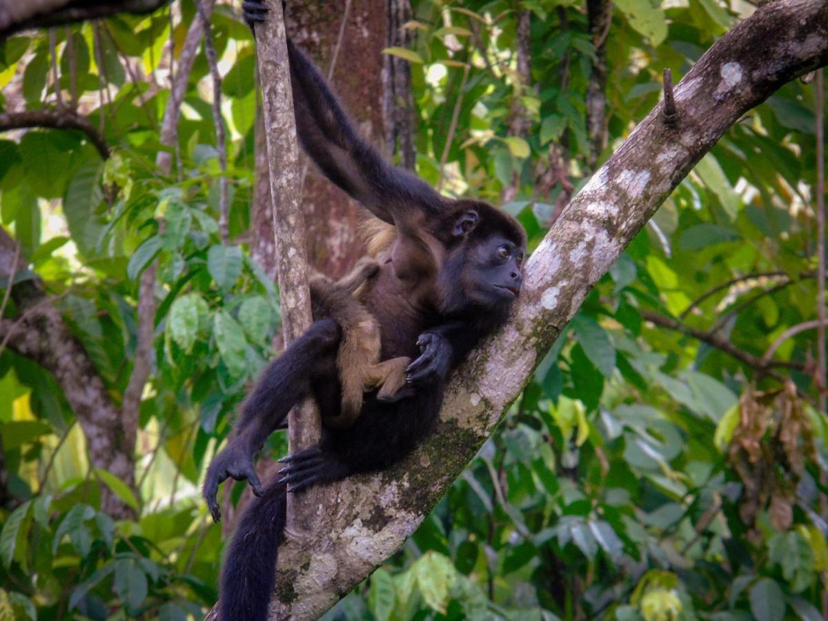 La Uvita Perdida Luaran gambar
