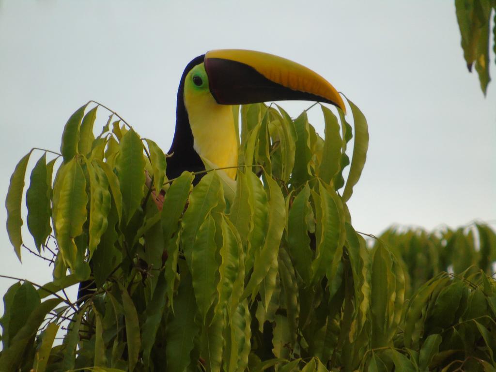 La Uvita Perdida Luaran gambar