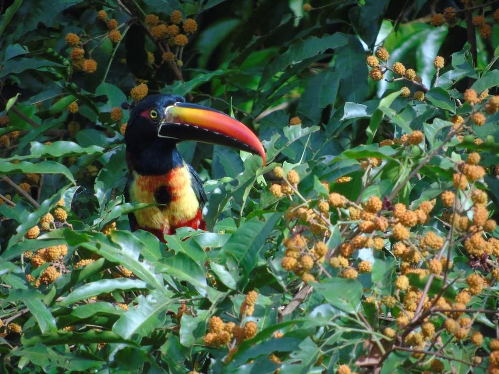 La Uvita Perdida Luaran gambar